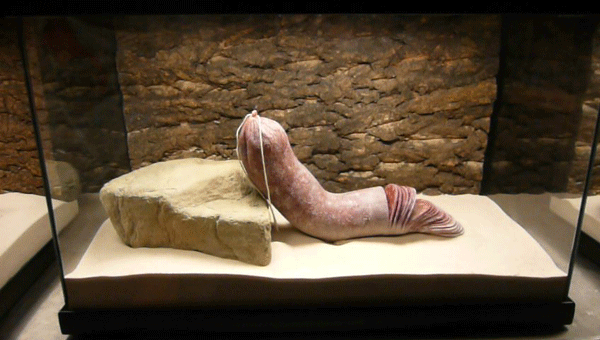 Banksy Bristol Museum Exhibition